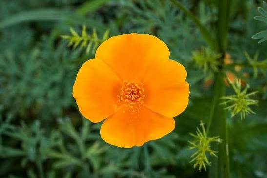 Sunburst Marigold