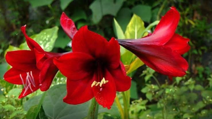 Crimson Velvet Rose